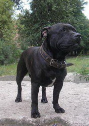 Найдена собака питбуль (амстафф) в Борисовском районе
